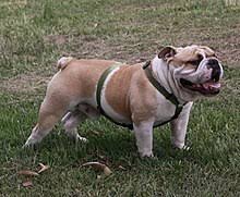 The healthiest puppies are available now on euro puppy, from the most experienced european breeders. Bulldog Wikipedia