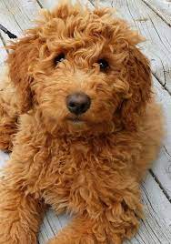 Finlee The Mini Goldendoodle Doodle Dog Breeds Cute Dogs Golden Doodle Dog