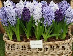 The 15 best spring flowers for a bright, beautiful garden. The Best Time To Plant Spring Flowering Bulbs Growing Nicely Spring Garden Flowers Spring Flowering Bulbs Plants