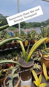 Image result for Sansevieria sinus-simiorum