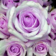 We did not find results for: Purple Rose Flower Meaning And Symbolism