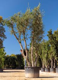 Image result for Quercus suber