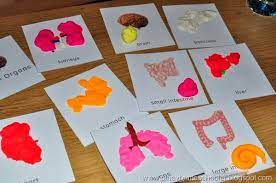 Dsc 2726 Organ System Activities Body Organs Afterschool Activities