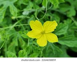 Image result for Cucumis engleri