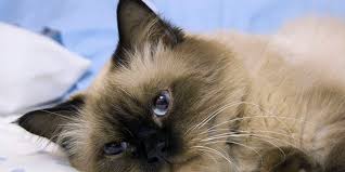 The coarse plant fibers will cause the cat to vomit, and hopefully. My Cat Has A Vomiting Problem Love Meow