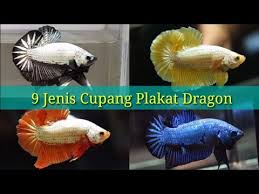Secara umum, ikan cupang merupakan jenis ikan hias air tawar yang populasinya paling banyak berada di daratan asia, semisal indonesia, thailand, malaysia, vietnam, singapura, dan brunei darussalam. Jenis Ikan Cupang Plakat Dragon Youtube