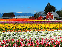 1 of 9 lost in a sea of stunningly. Skagit Valley Tulip Festival Event At The Burlington Anacortes Koa Holiday Campground In Washington