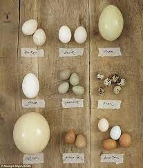 11 Other Eggs You Should Be Eating Instead Of Hens Eggs Bantam Chickens Eggs Eggs Bantam Chickens