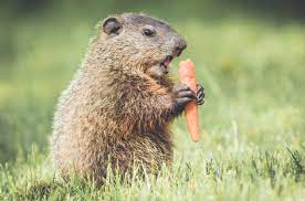 We did not find results for: Plants Groundhogs Tend To Avoid Laidback Gardener