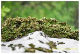 Image result for Selaginella shabaensis