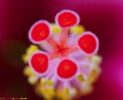 Image result for Hibiscus mastersianus