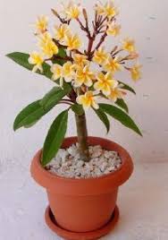 Frangipanier Plumeria A Planter Issu Du Commerce Equitable Frangipanier Fleur Frangipanier Fleurs De Plumeria