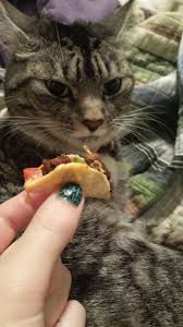 Season with salt and pepper. Offered My Cat A Tiny Taco She Said No Imgur