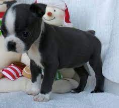 Huge sale on puppies terrier now on. Boston Terrier Puppies For Sale Torrance Ca 298435