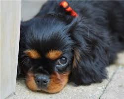 Black And Tan Cavalier King Charles Spaniel Puppies For Sale Near Me Cavalier King Charles Spaniel A Sweet Faced Example Of The Tenderly Tempered Black And Tan Cav Charles Spaniel King Charles Dog Cavalier King Charles Spaniel