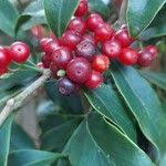 Image result for Dictyophleba