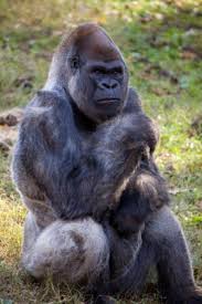 Image result for Ozoroa homblei