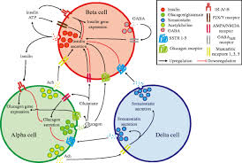 We did not find results for: New Insights Into The Architecture Of The Islet Of Langerhans A Focused Cross Species Assessment Springerlink