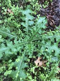 Image result for Sonchus wilmsii