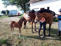 Image result for monika babi%u0161ov 