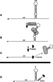 The cloning vector may be dna taken from a virus, the cell of a higher organism, or it may be the plasmid of a bacterium. A New Look At Bacteriophage L Genetic Networks Journal Of Bacteriology
