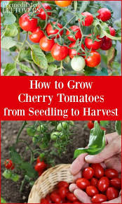 What to do with cherry tomatoes from the garden. If You Want To Add Cherry Tomatoes To Your Garden These Tips Will Help You With Every Step Of Cherry Tomato Plant Growing Cherry Tomatoes Potted Tomato Plants