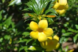 Image result for Orthanthera jasminiflora