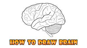 Add detail to your brain. How To Draw Brain Easy Step By Step Drawing Lesson For Kids Youtube