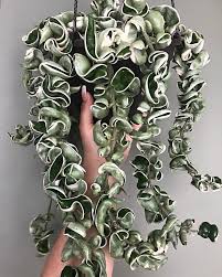 Hoya Compacta In 2020 Hoya Plants House Plants Plants