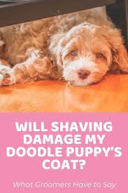 Our puppy weight calculator is meant for use solely as an estimation tool for the you should never ever overfeed your dogs too much carbs as they get stored as fat in the body if they are. Puppy Growth Chart For Doodles And Interactive Calculator
