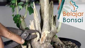 Pohon sisir di alam liar. Bonsai Wareng Gmelina Elliptica Pemangkasan Dan Tips Membuat Jin Bonsai Hobi