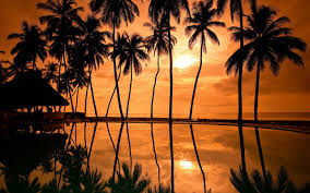 See more ideas about burberry wallpaper, wallpaper, iphone wallpaper. Hawaii Beach Palm Trees Wallpaper