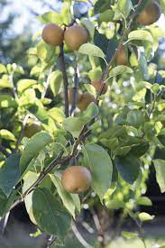 Thinning fruit trees may seem counterproductive, but here are four reasons why thinning out fruit benefits you, your trees, and your fruit harvest. Fruit Thinning Osu Extension Service