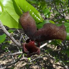 Image result for Monodora grandidieri