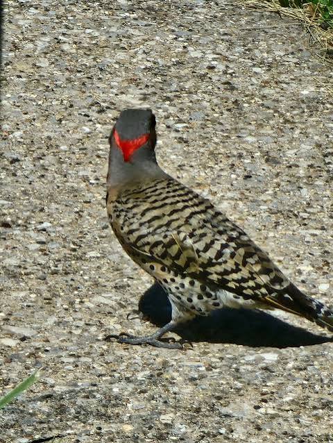 Which pecker am I? : r/birding
