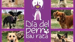 Es una de las razas de perros más antiguas del continente americano, además de ser el perro más pequeño del mundo. Dia Del Perro Sin Raza Archivos Www Doogweb Es