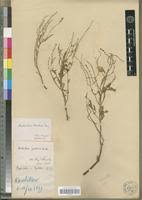 Image result for Aeollanthus pubescens