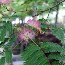 Image result for Albizia