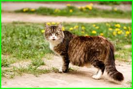 View the profiles of people named agata agata. 10 Nama Kucing Islami Yang Bagus Beserta Artinya Daftarhewan Com Kucing Hewan Kucing Betina