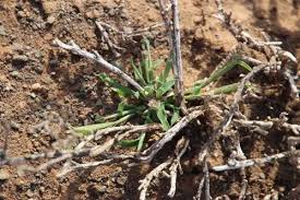 Image result for Tragus berteronianus