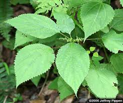 Image result for Urticaceae
