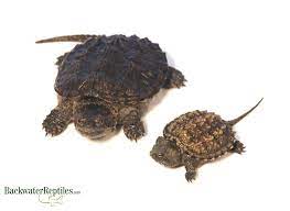 Before we leave you, we would like to remind you that sea turtleshave flippers for limbs, freshwater turtles have flat feet, and land tortoises have clawed elephantine feet. Common Snapping Turtle Vs Florida Snapping Turtle