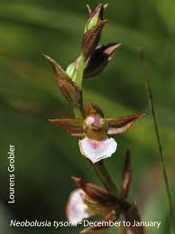 Image result for Neobolusia