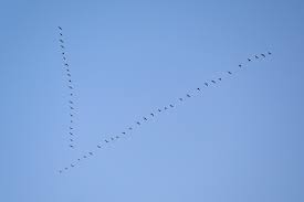 Anschließend lautet die frage, wann fliegen die wildgänse in den süden? Zugvogel Sie Starten Fruher Als Sonst In Den Suden