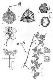 Image result for Cardiospermum halicacabum