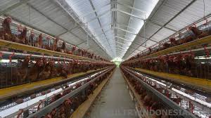 We did not find results for: Perbandingan Berbagai Jenis Ayam Petelur Cokelat Hasil Rst 2018 Poultry Indonesia