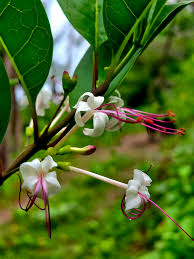 Image result for Volkameria