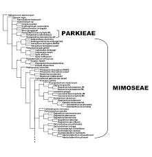 Image result for Pseudoprosopis