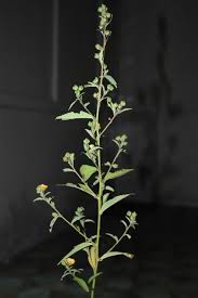 Image result for Sida veronicifolia