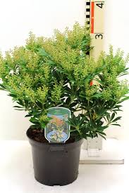 Image result for Pieris japonský debutante obrázek